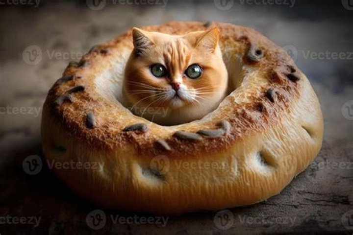 Bagel No Bagel Cat: The Internet Phenomenon Taking Over Social Media