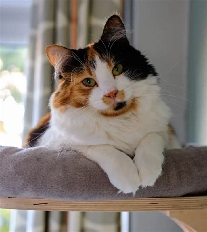 Calico Cat: The Colorful and Charming Feline