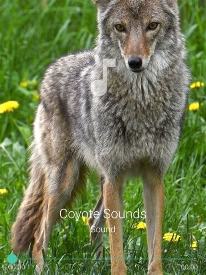 Coyote Sounds: Understanding the Communication of Nature's Canine