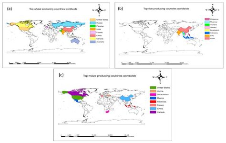 Desperate Amateurs: Understanding the Phenomenon and Its Impacts