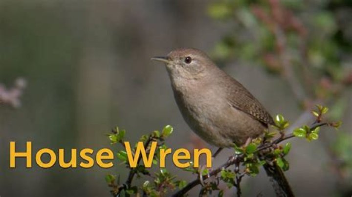 Discovering Whitney Wren: A Comprehensive Look into Her Life and Career