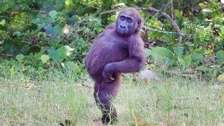 Funny Monkeys: The Most Hilarious Primate Antics