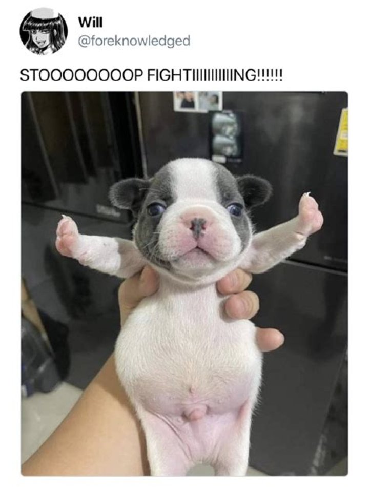 Stop Fighting Dog Meme: Understanding Its Impact and Popularity