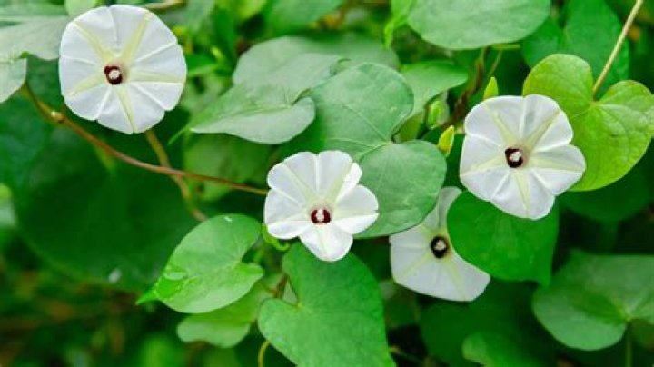 The Alluring World of Moroccanzina: A Comprehensive Guide