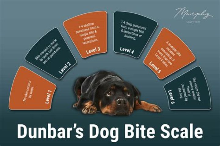 Understanding the Midget Fan Bus: A Comprehensive Guide